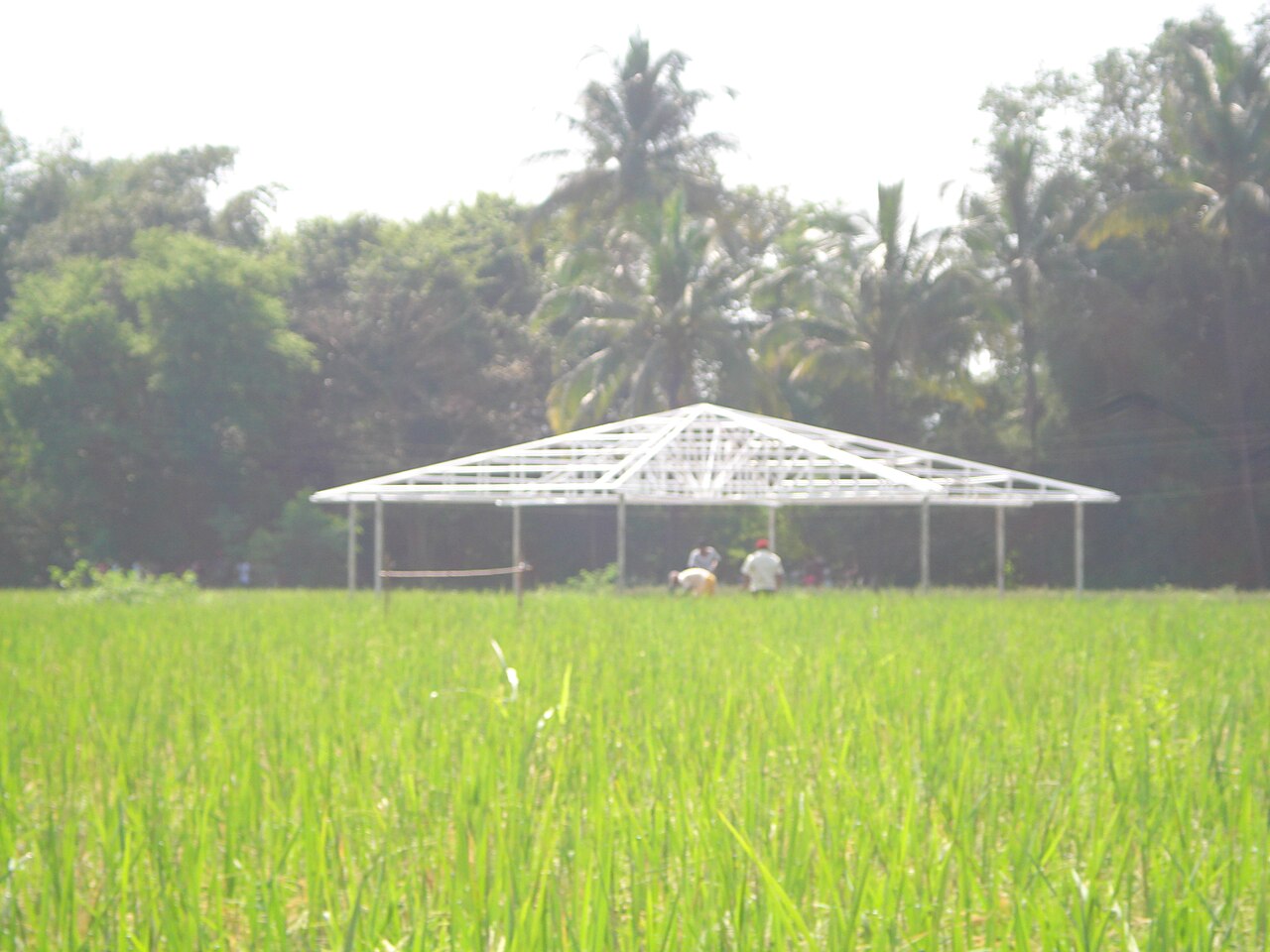 Green farm fields at Saguna Baug in Neral